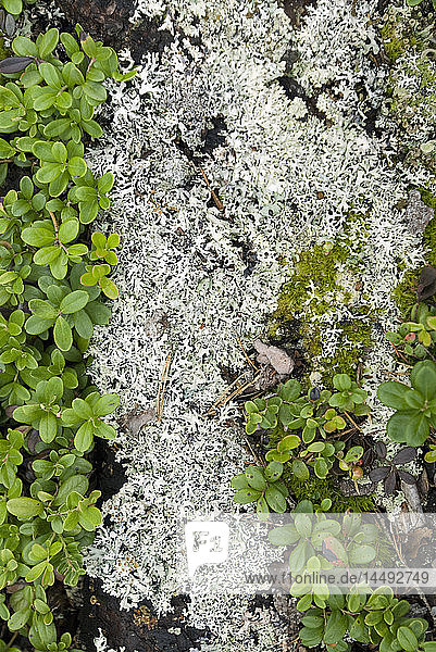Moss growing through leaves