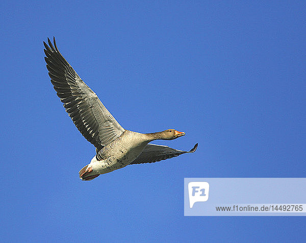 Greylag Goose in flight