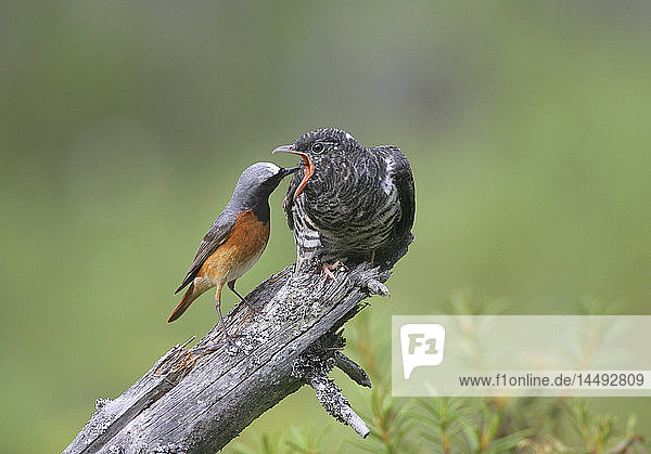 Bird feeding cuckoo