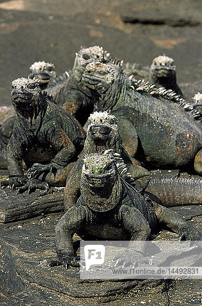 Iguanas sunbathing