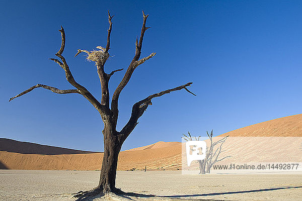 Bare dead tree on desert