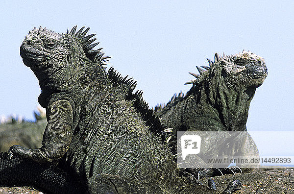 Two iguanas on rock