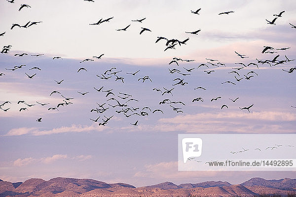 Birds flying over river