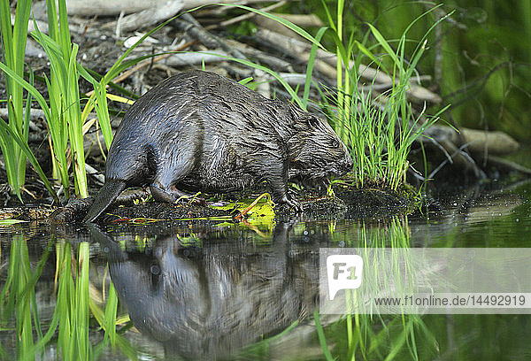 European beaver (Castor fiber)