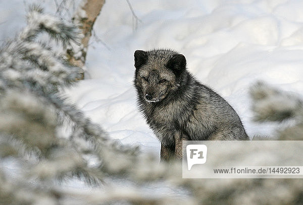 Arctic Fox (Alopex lagopus) in snow