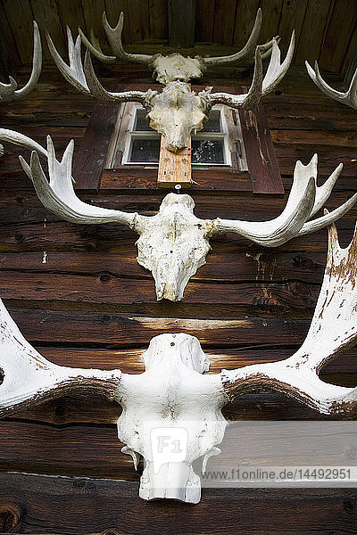 Taxidermy of deer head on wall
