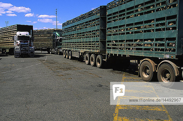 Trucks transporting sheep, Trucks transporting sheep