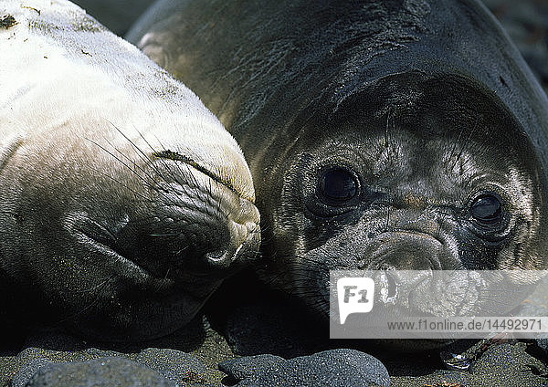 Close-up of two elephant seals