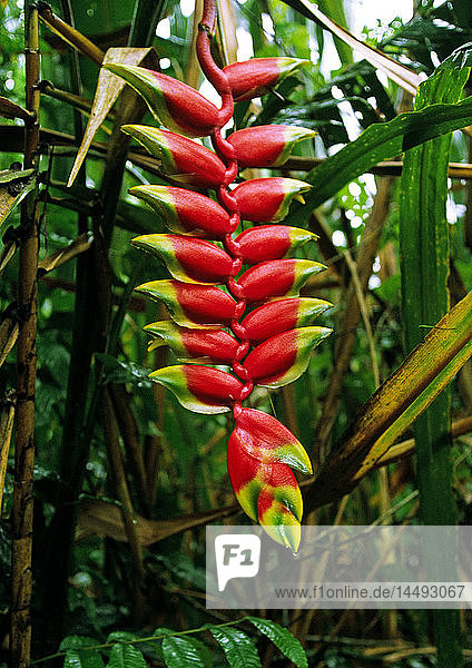 Red flower in rainforest close-up