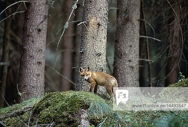 Fox cub in forest