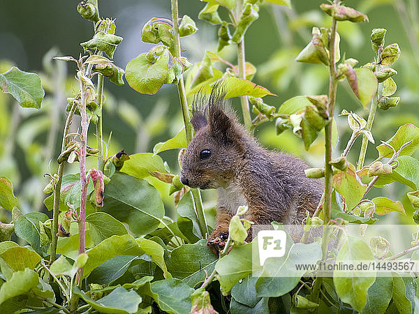 Rotes Eichhörnchen zwischen Blättern