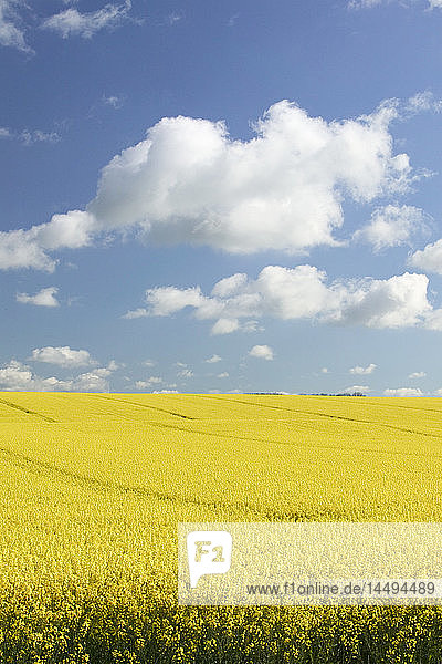 Weiße Wolken über gelbem Feld  Schweden.
