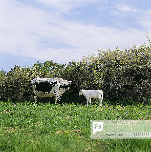 Kuh und Kalb auf der Weide