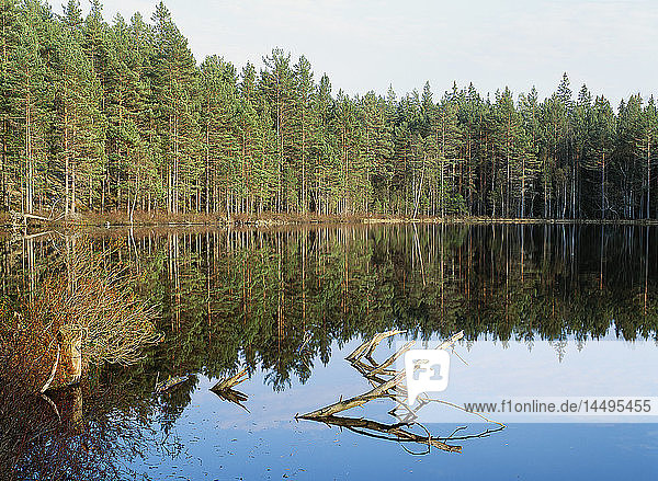 Spiegelung des Waldes im See