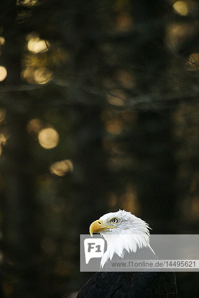Ein Seeadler in einem Wald  USA.