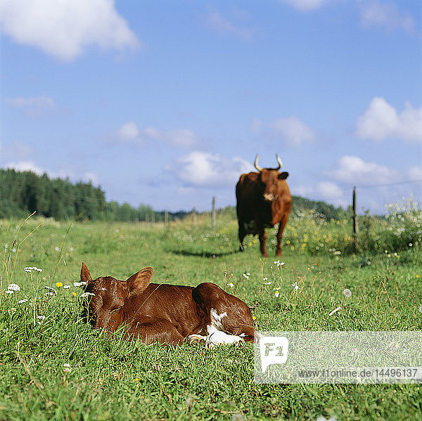 Cow and calf in field