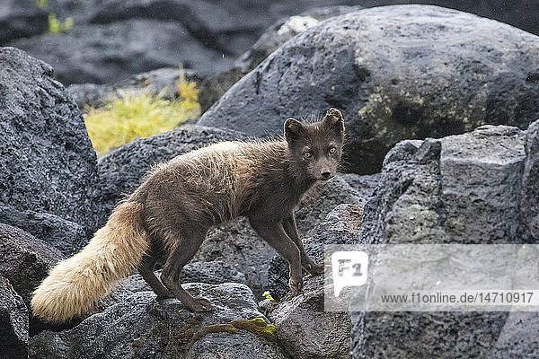 Fox on rocks