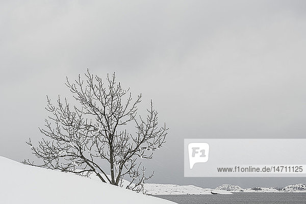 Winter landscape