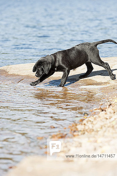 Junger Hund am Strand