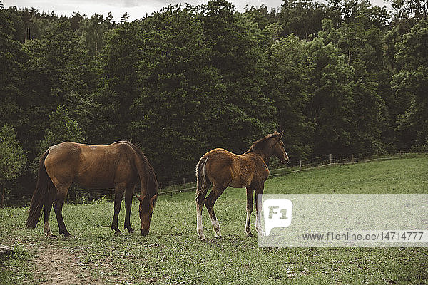 Grazing horses