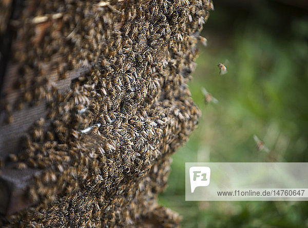 Reportage über einen Imker in Haute-Savoie  Frankreich  der ökologischen Berghonig produziert. Arnaud hat 250 Bienenstöcke  die biologisch bewirtschaftet werden. Die Bienenstöcke werden während der Blütezeit umgestellt  um das Risiko des Kontakts mit Pestiziden zu begrenzen. Um den Honig zu sammeln