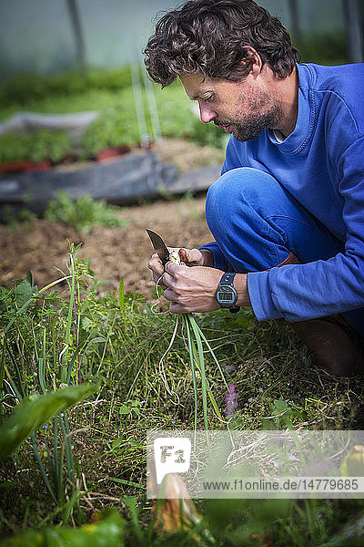 Reportage on organic producers working using a community-shared agriculture model in Haute-Savoie France. Remi has been an organic fruit and vegetable grower since 2011. In 2013 he was contacted by some consumers to create a community-supported agriculture model. He grows 35 types of vegetables throughout the year and only works with a local distribution network: selling directly to consumers. As well as working with organic agriculture he is setting up a permaculture system. Permaculture is a set of practices aimed at creating low-energy consumption agriculture which respects living beings and their relationships by leaving as much space as possible for “wild nature. Remi picks spring onions.