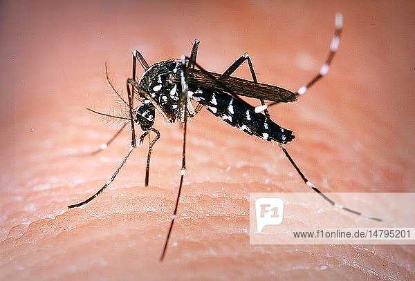 Dies ist eine weibliche Aedes albopictus-Mücke  die eine Blutmahlzeit von einem menschlichen Wirt zu sich nimmt. Unter experimentellen Bedingungen hat sich die Aedes albopictus-Mücke  die auch als asiatische Tigermücke bekannt ist  als Überträger des West-Nil-Virus erwiesen. Aedes ist eine Gattung aus der Familie der Stechmücken (Culicine).