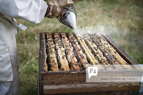 Reportage über einen Imker in Haute-Savoie  Frankreich  der ökologischen Berghonig produziert. Arnaud hat 250 Bienenstöcke  die biologisch bewirtschaftet werden. Die Bienenstöcke werden während der Blütezeit umgestellt  um das Risiko des Kontakts mit Pestiziden zu begrenzen. Der Imker erntet