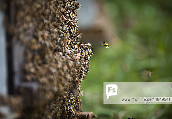 Reportage über einen Imker in Haute-Savoie  Frankreich  der ökologischen Berghonig produziert. Arnaud hat 250 Bienenstöcke  die biologisch bewirtschaftet werden. Die Bienenstöcke werden während der Blütezeit umgestellt  um das Risiko des Kontakts mit Pestiziden zu begrenzen. Um den Honig zu sammeln