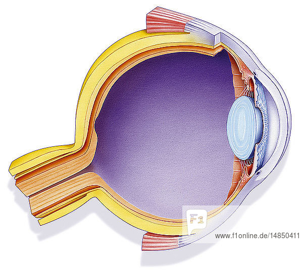 EYE DRAWING