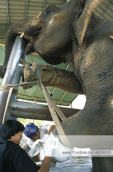 CARE ANIMAL