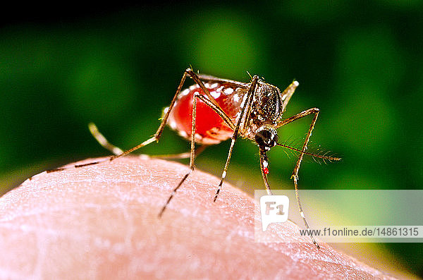 Dieses Bild zeigt eine weibliche Aedes aegypti-Mücke  die gerade dabei ist  mit dem Faszikel ihres Fressorgans  dem Rüssel  eine Blutmahlzeit von einem menschlichen Wirt zu bekommen. Man beachte den Blutstropfen  der an der Spitze des Rüssels verbleibt  nachdem sie das Fressorgan von der Hautoberfläche abgezogen hat. In diesem Fall war das  was normalerweise ein ahnungsloser Wirt ist  in Wirklichkeit die Hand des biomedizinischen Fotografen der CDC  die er der hungrigen Mücke reichte  damit sie sich niederließ und beim Fressen fotografiert werden konnte. Während sich das Abdomen mit Blut füllte  dehnte sich die äußere Oberfläche des Exoskeletts aus  wodurch es durchsichtig wurde und das gesammelte Blut als eine sich vergrößernde rote Masse im Abdomen sichtbar wurde.