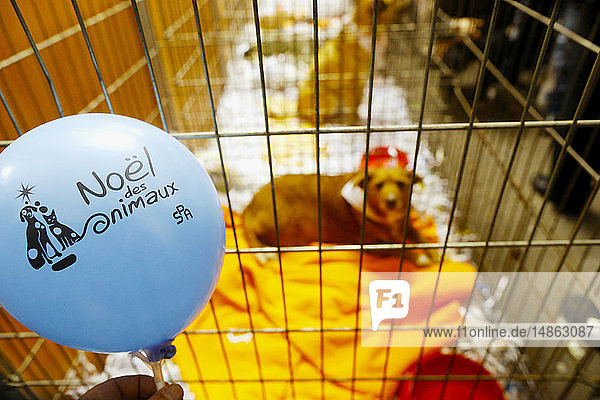 Dog adoption. Animal protection organisation.