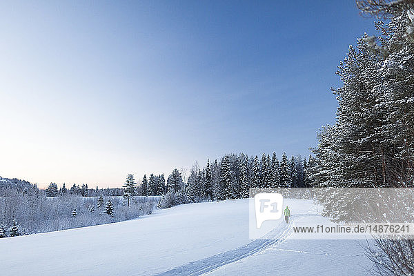 Person walking along forest in winter