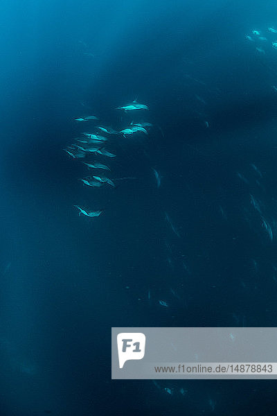 Super-Schote gewöhnlicher Delfine vor Baja California