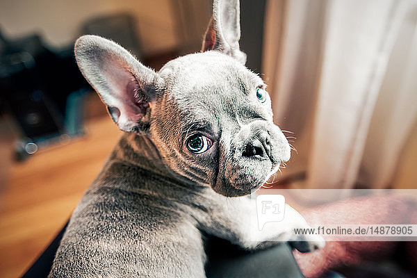 Französischer Bulldoggen-Welpe im Rückblick vom Schoß des Besitzers  Portrait aus persönlicher Perspektive