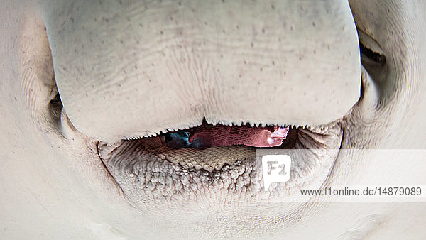 Underwater view of southern stingray close up of face Alice Town Bimini Bahamas