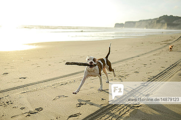 Hund spielt mit Stock am Strand