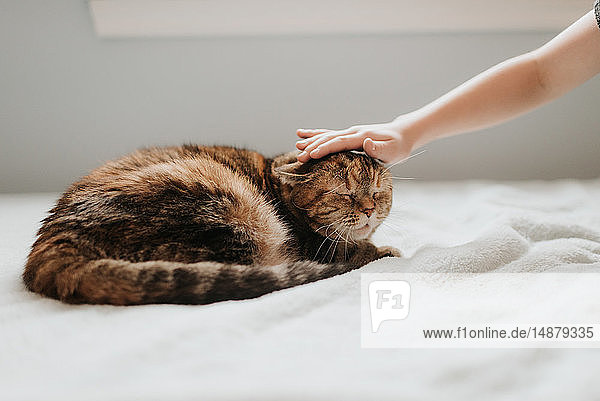 Handstreicheln des Katzenkopfes auf dem Bett