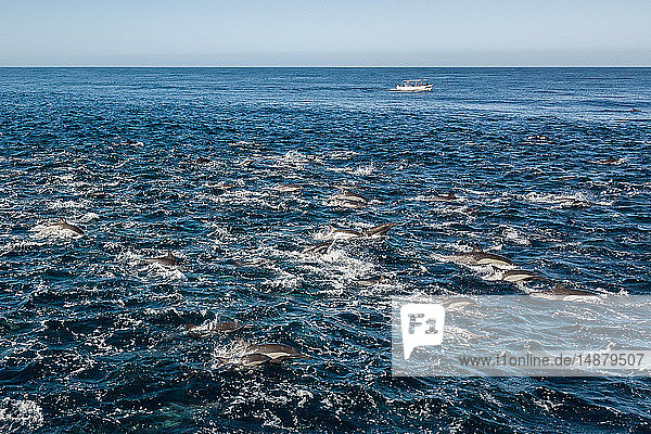 Super-Schote gewöhnlicher Delfine vor Baja California