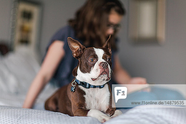 Haustier Hund auf dem Bett  Mädchen mit Smartphone im Hintergrund