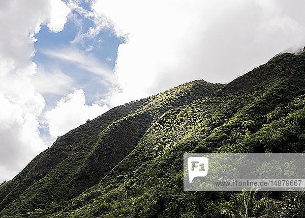 Lush green rainforest on hillside Haleakala Maui Hawaii