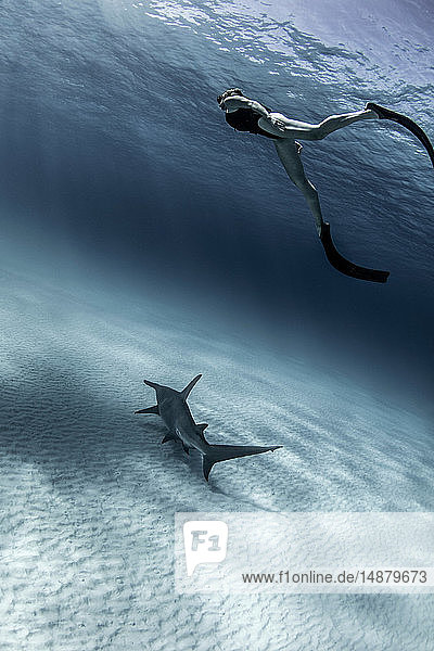 Unterwasseransicht eines großen Hammerhais und einer Taucherin  Alice Town  Bimini  Bahamas