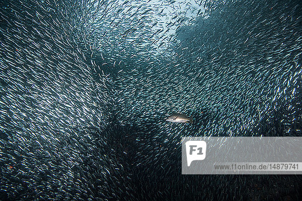 Shoals of sardine being hunted by red snappers