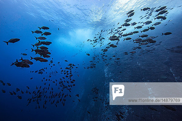 Schulen für Fische  die in der Nähe der Spitze der roca partida schwimmen  Socorro  Baja California  Mexiko