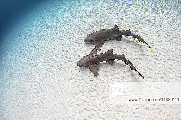 Underwater view of pair of nurse sharks on sandy seabed high angle view Alice Town Bimini Bahamas