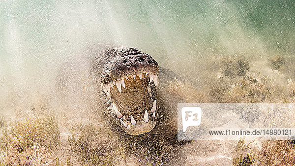 American Saltwater Crocodile above sandy seabed on the atoll of Chinchorro Banks low angle view Xcalak Quintana Roo Mexico