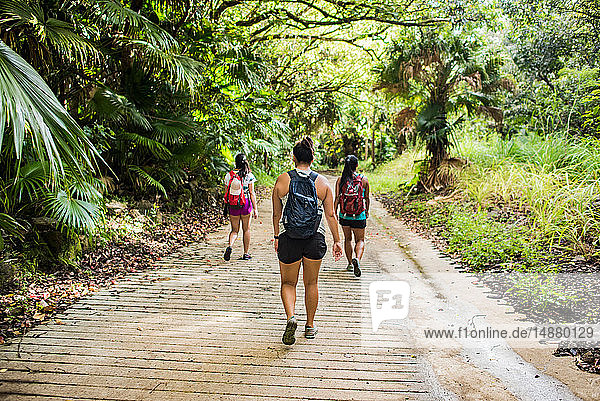 Wanderer auf dem Moanalua Valley Trail  Oahu  Hawaii