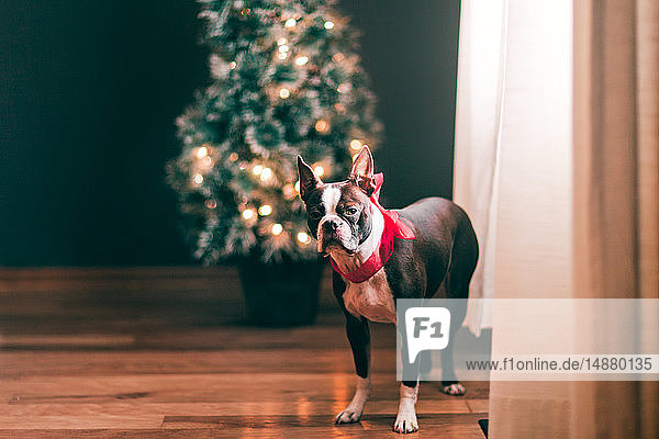 Boston Terrier mit roter Schleife  Weihnachtsbaum im Hintergrund