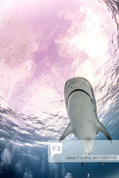 Unterwasseransicht des Tigerhais  Niedrigwinkelansicht  Alice Town  Bimini  Bahamas